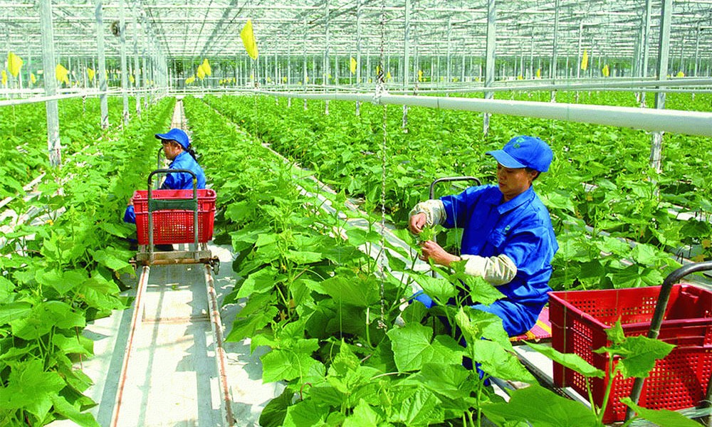 Thắt chặt nguồn cung, giá cà phê xuất khẩu biến động